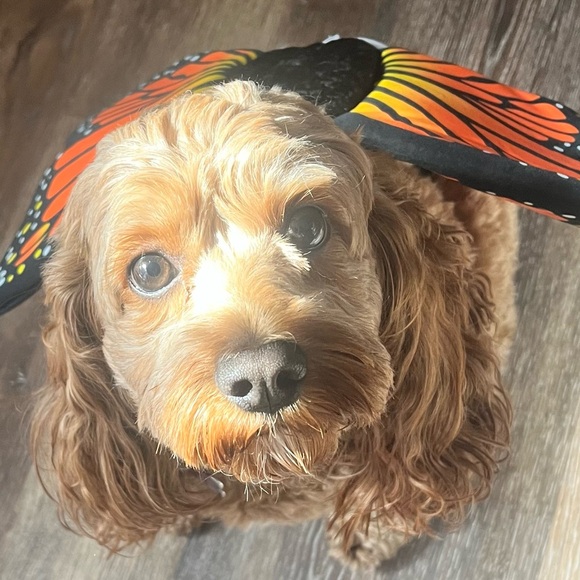 Meet your Posher, Elizabeth - Picture 2 of 14